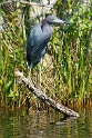 IMG_3944