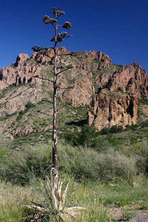IMG_3809.JPG - Big Bend National Park
