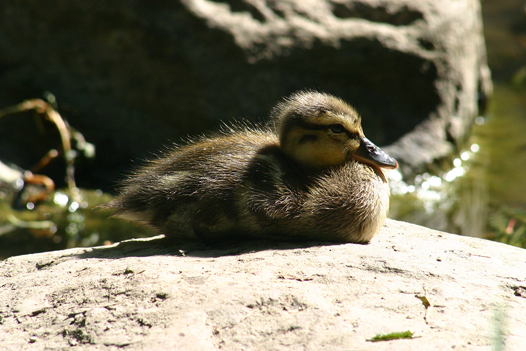 Ruedi&amp;#39;s Fotoalbum/Voegel/Enten/Entchen 2