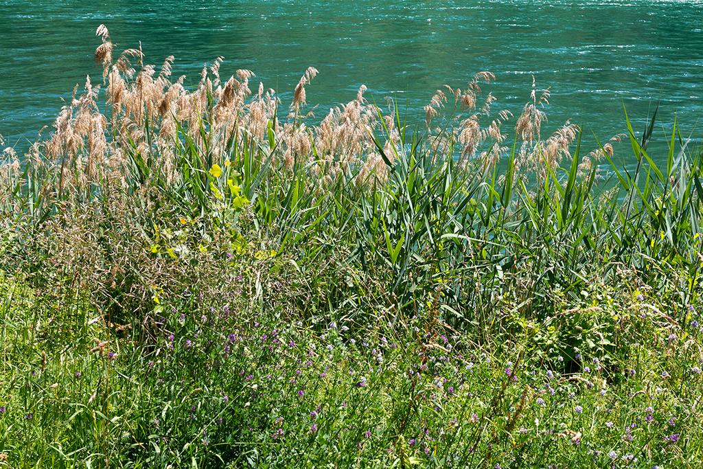 Rheinfall_17.jpg