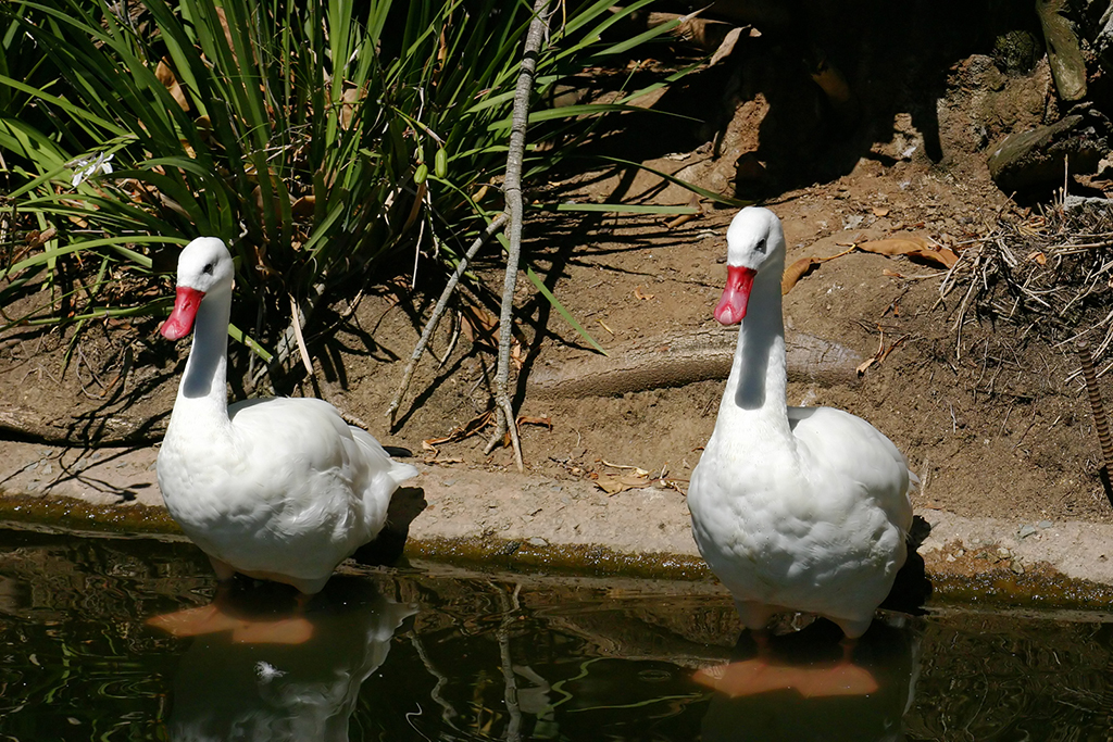 IMG_114.JPG - Wild Animal Park, San Diego