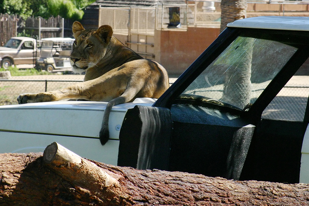 IMG_121.JPG - Wild Animal Park, San Diego