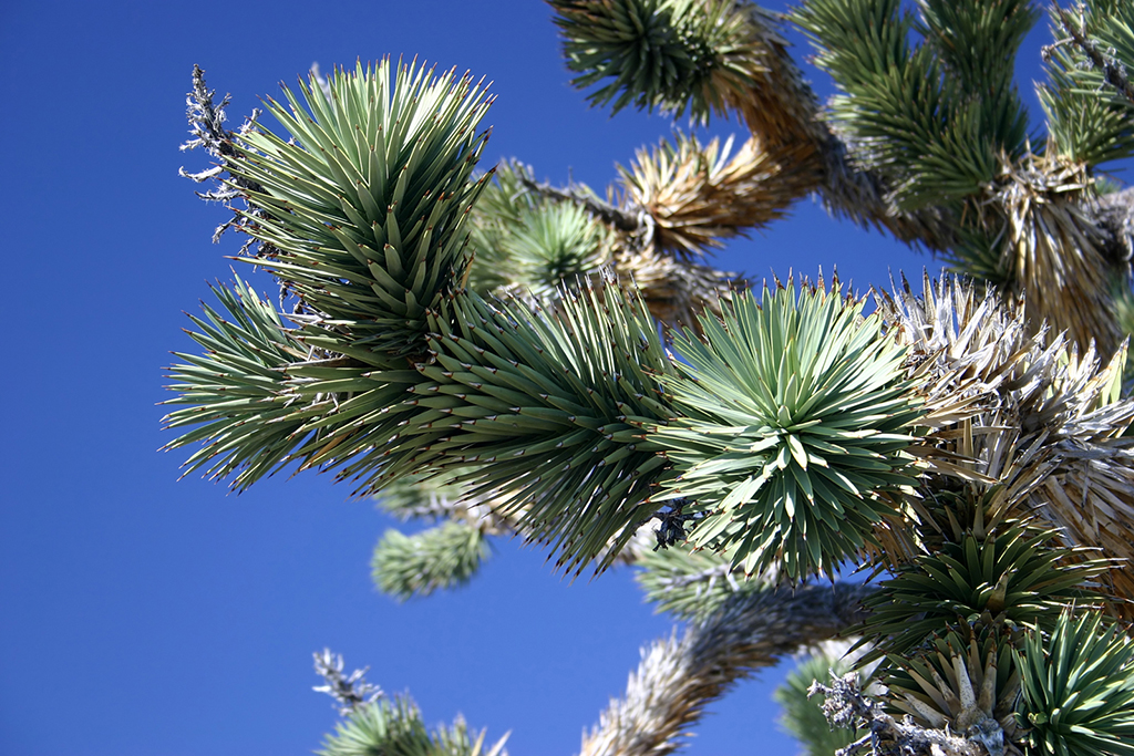 IMG_167.JPG - Mojave National Preserve