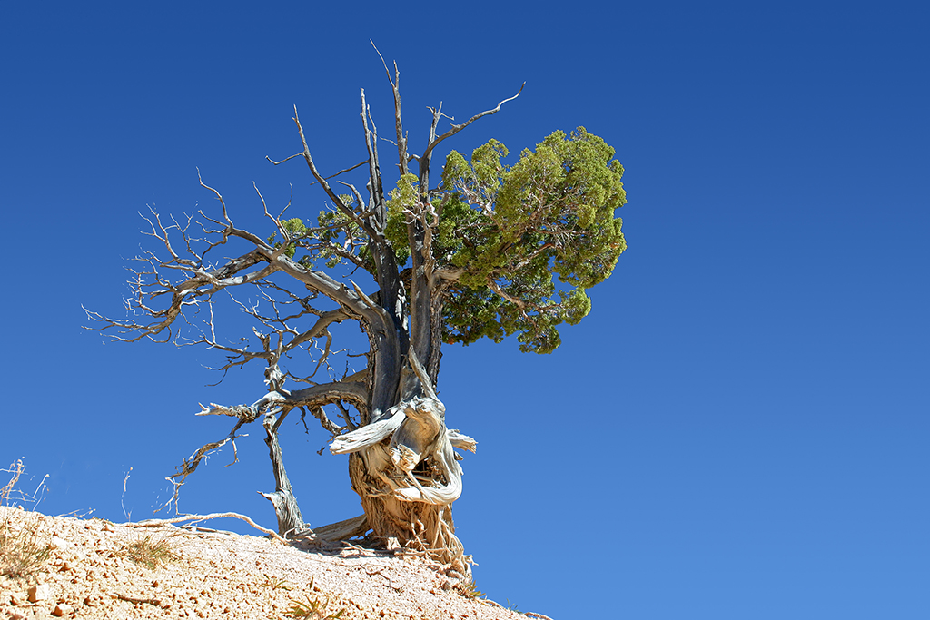 IMG_1338.JPG - Bryce Canyon National Park