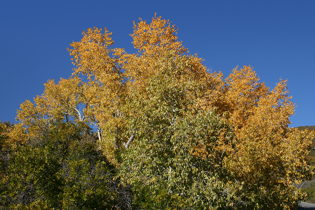 IMG_2931.JPG - La Sal Mountains