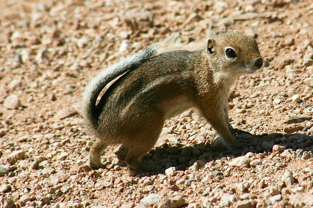 IMG_3003.JPG - Squirrel at Goosenecks