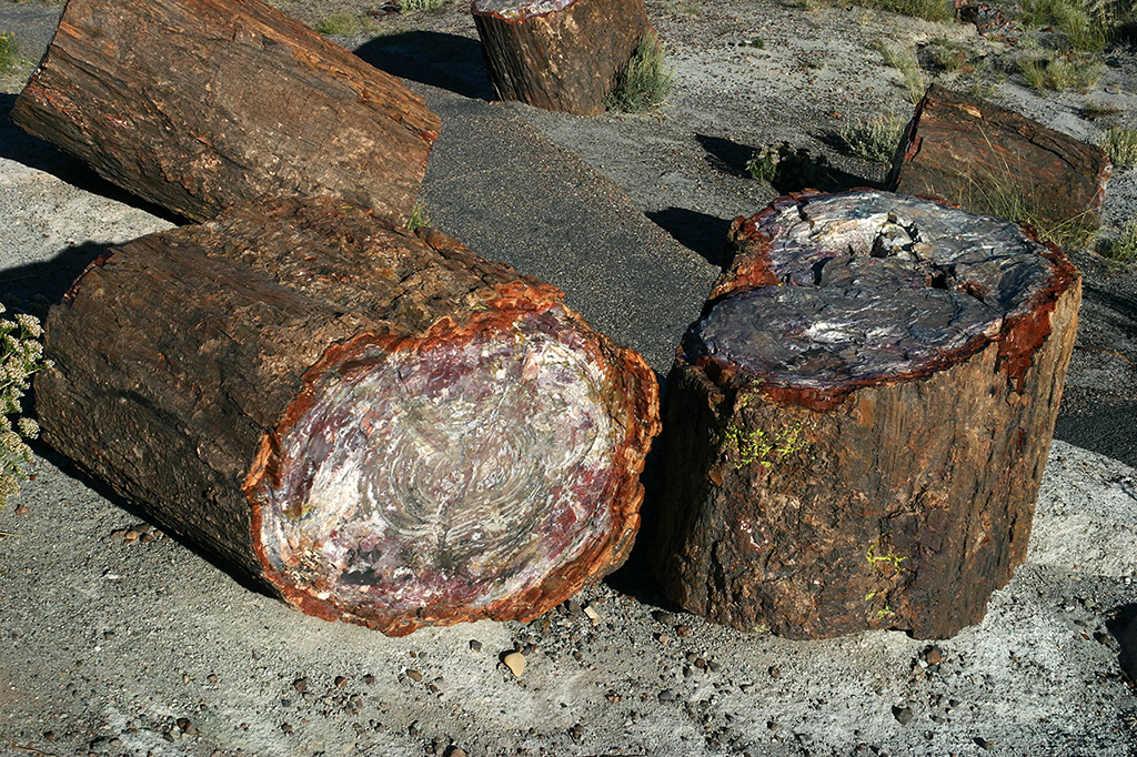 IMG_3467.JPG - Petrified Forest National Park