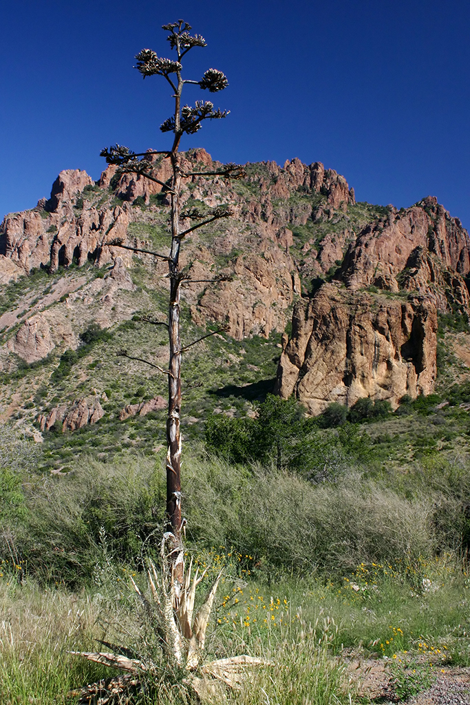 IMG_3809.JPG - Big Bend National Park