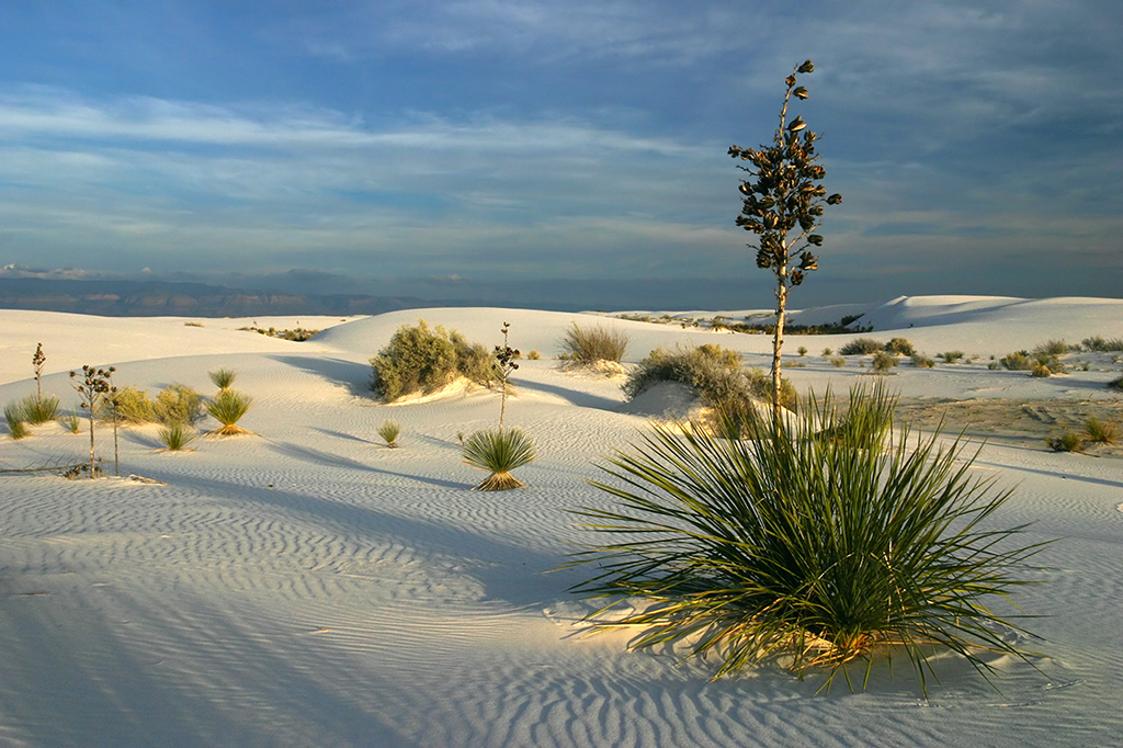 IMG_4089.JPG - White Sands National Monument