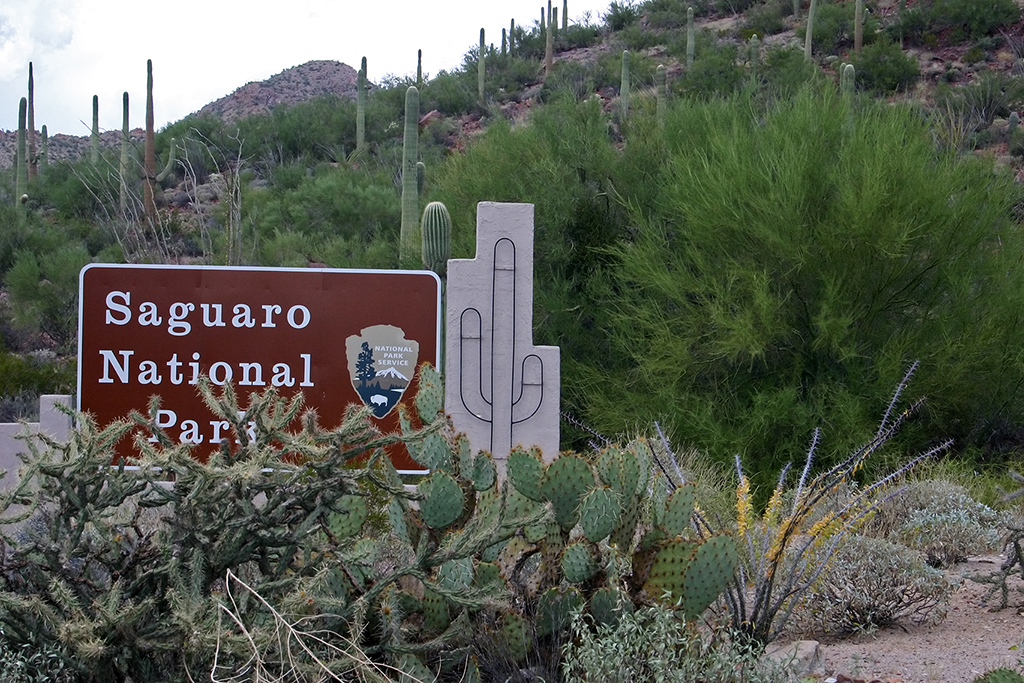 IMG_4446.JPG - Saguaro National Park