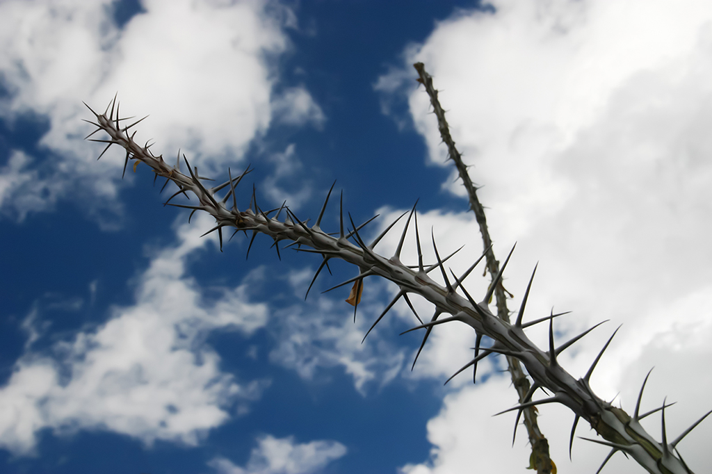 IMG_4448.JPG - Saguaro National Park