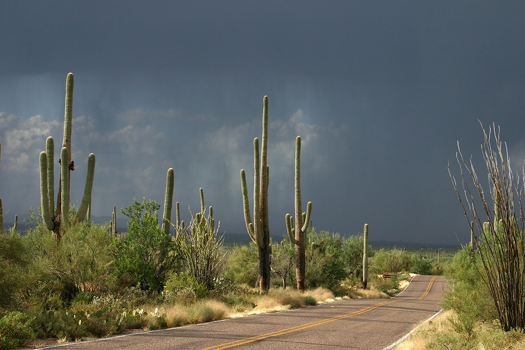 IMG_4487.JPG - Saguaro National Park