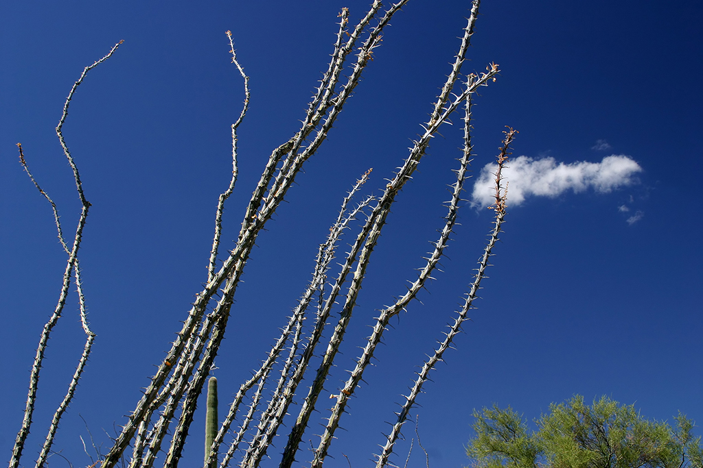 IMG_4562.JPG - Organ Pipe Cactus National Monument