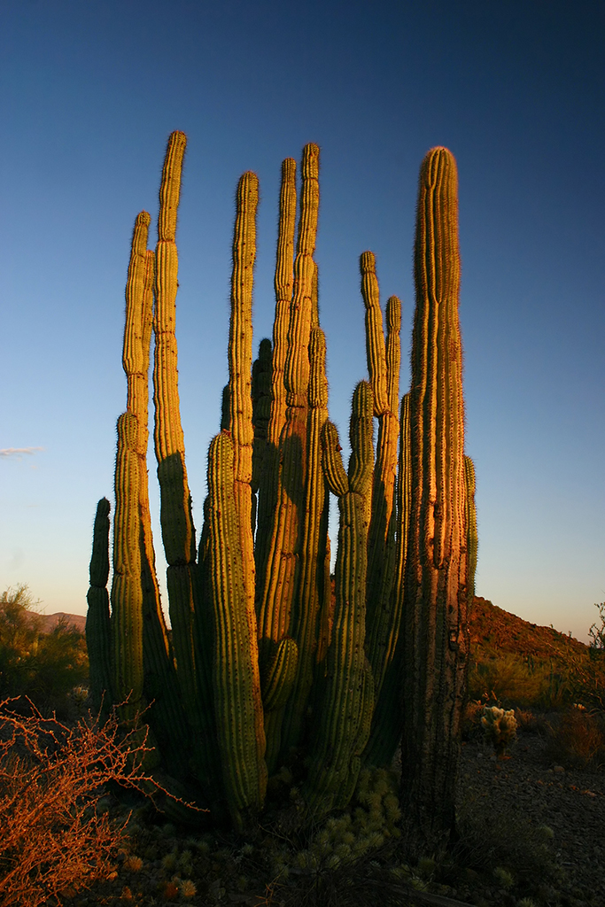 IMG_4680.JPG - Organ Pipe Cactus National Monument