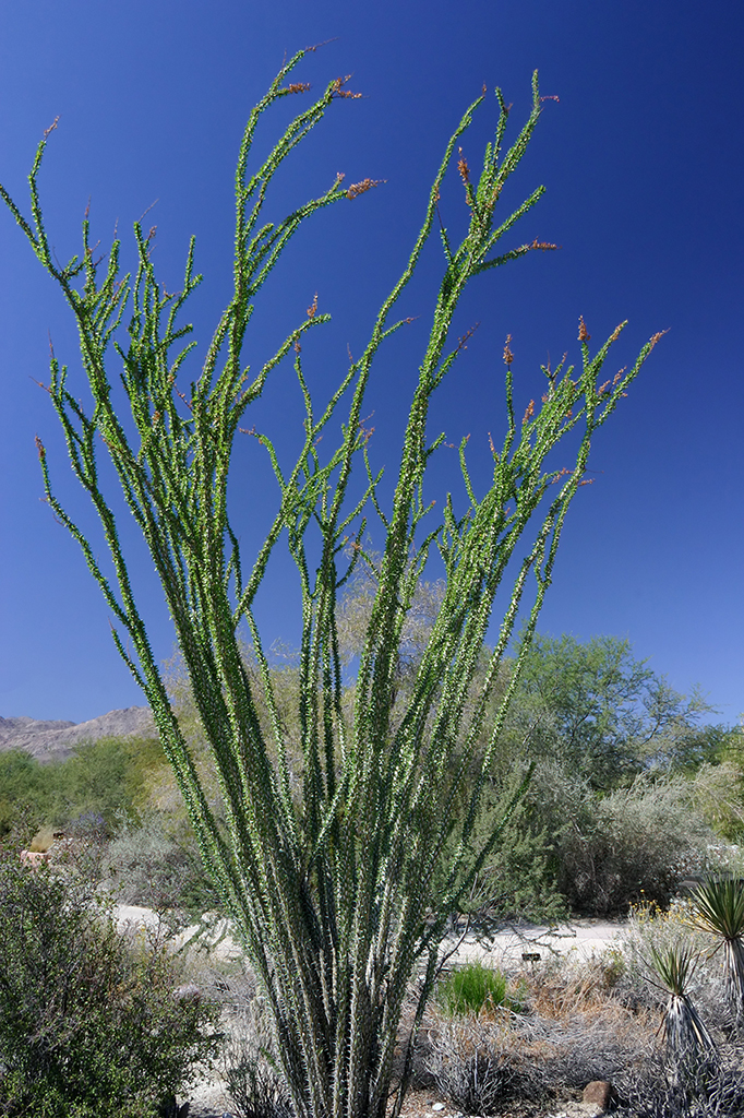 IMG_4872.JPG - The Living Desert, Palm Springs