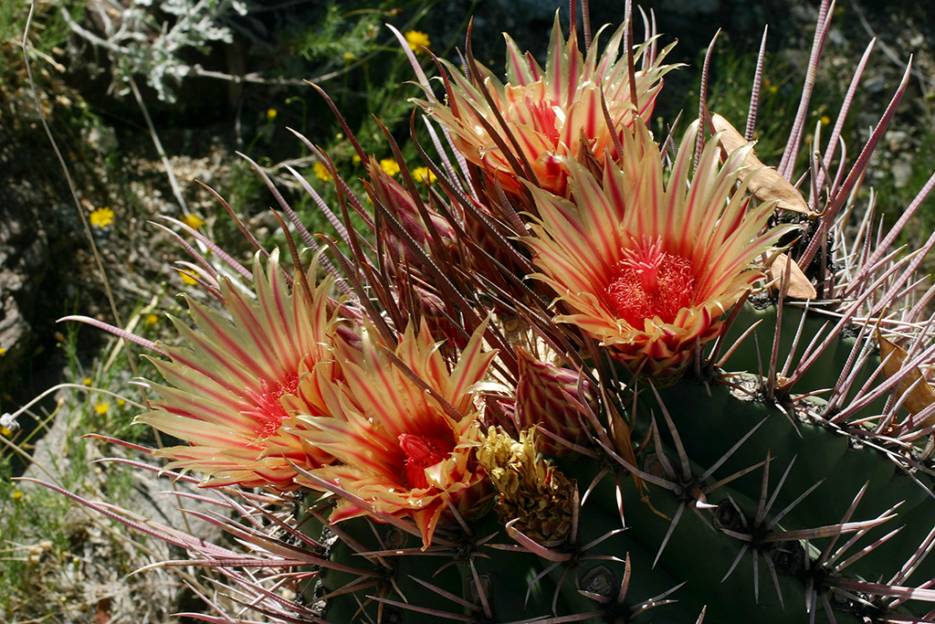 IMG_4917.JPG - The Living Desert, Palm Springs