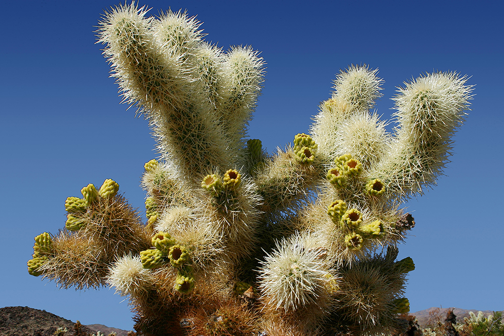 IMG_5008.JPG - Joshua Tree National Park