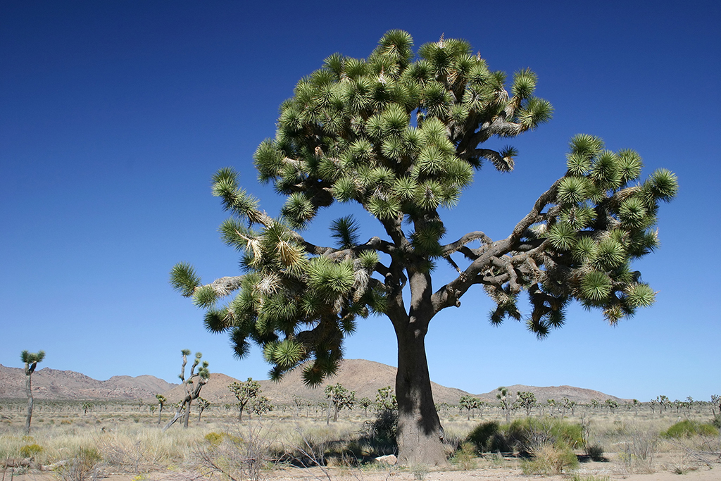 IMG_5054.JPG - Joshua Tree National Park