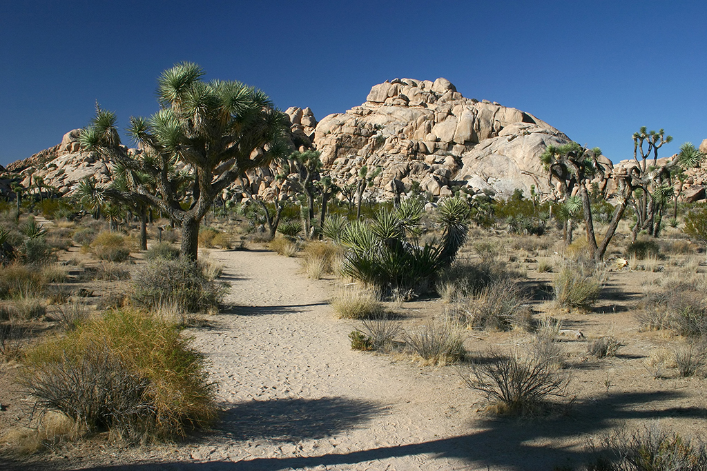 IMG_5091.JPG - Joshua Tree National Park