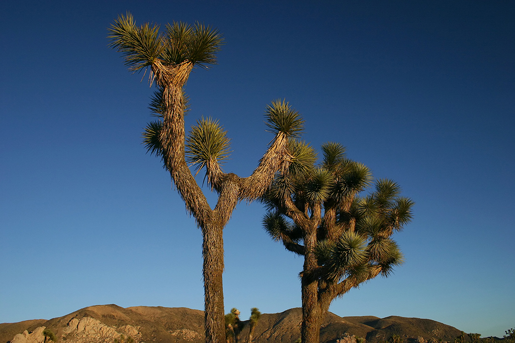 IMG_5127.JPG - Joshua Tree National Park