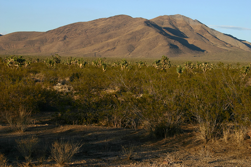 IMG_5225.JPG - Mojave National Preserve