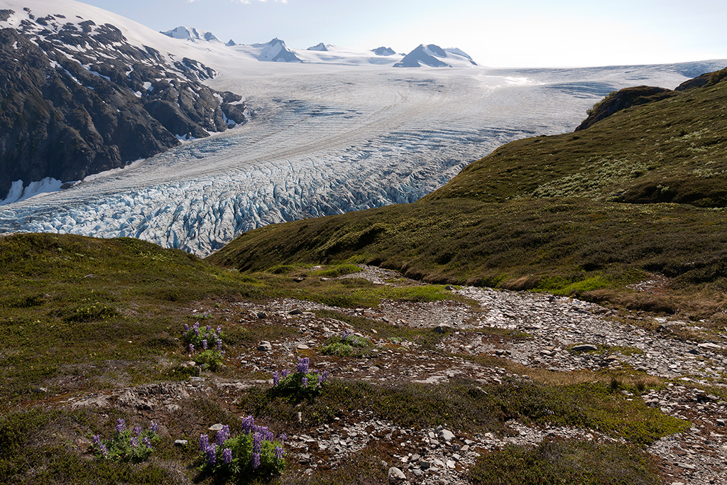 IMG_109.jpg - Exit Glacier und Harding Icefield, Kenai Fjords Nationalpark