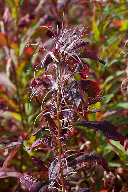 IMG_120.jpg - Fireweed (Weidenroeschen)