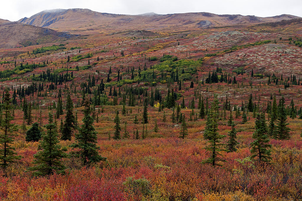 IMG_143.jpg - Denali National Park