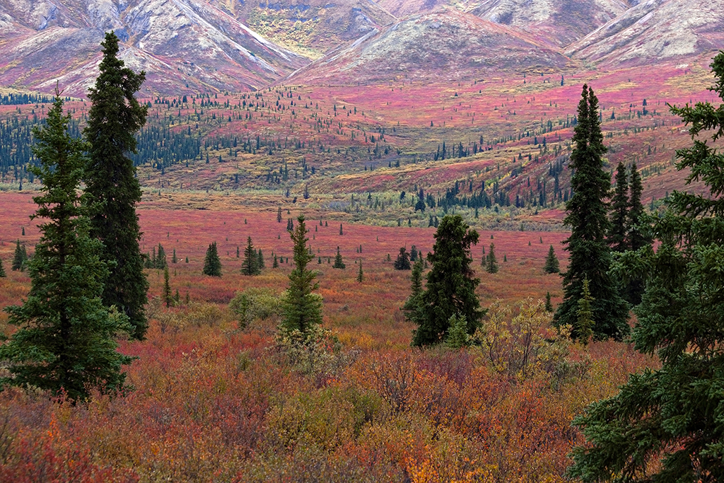 IMG_144.jpg - Denali National Park