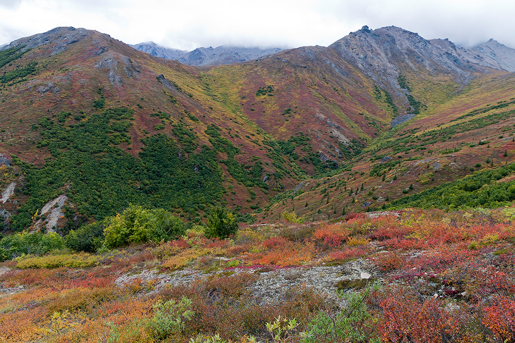 IMG_152.jpg - Denali National Park