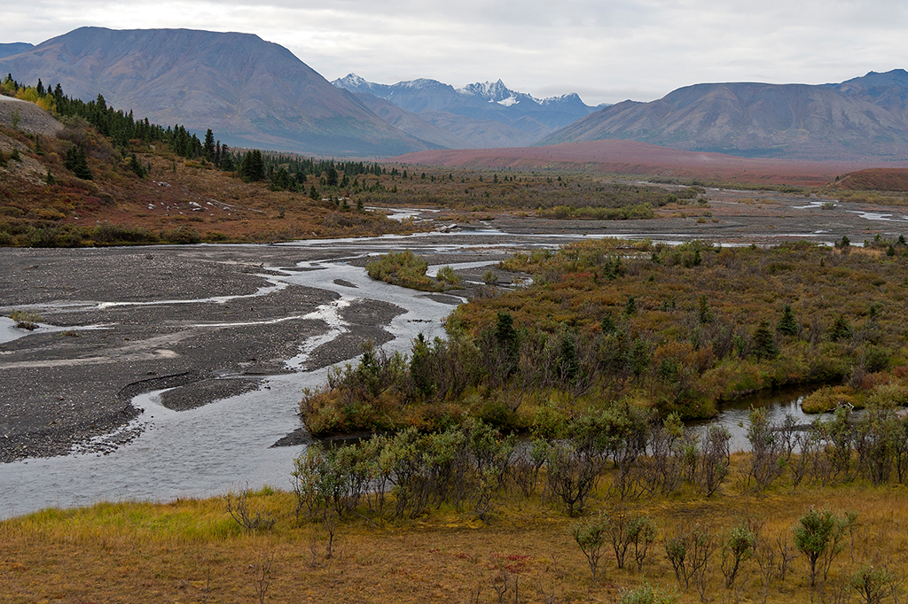 IMG_155.jpg - Denali National Park