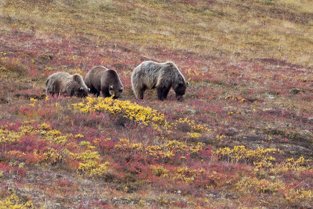 IMG_157.jpg - Grizzlies, Denali National Park