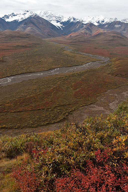 IMG_159.jpg - Denali National Park