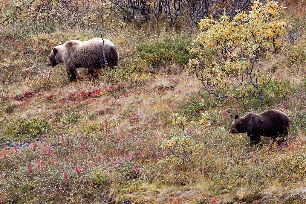 IMG_161.jpg - Grizzlies, Denali National Park