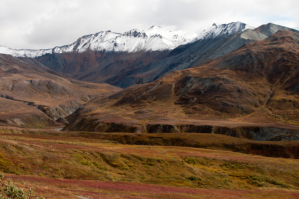 IMG_169.jpg - Denali National Park