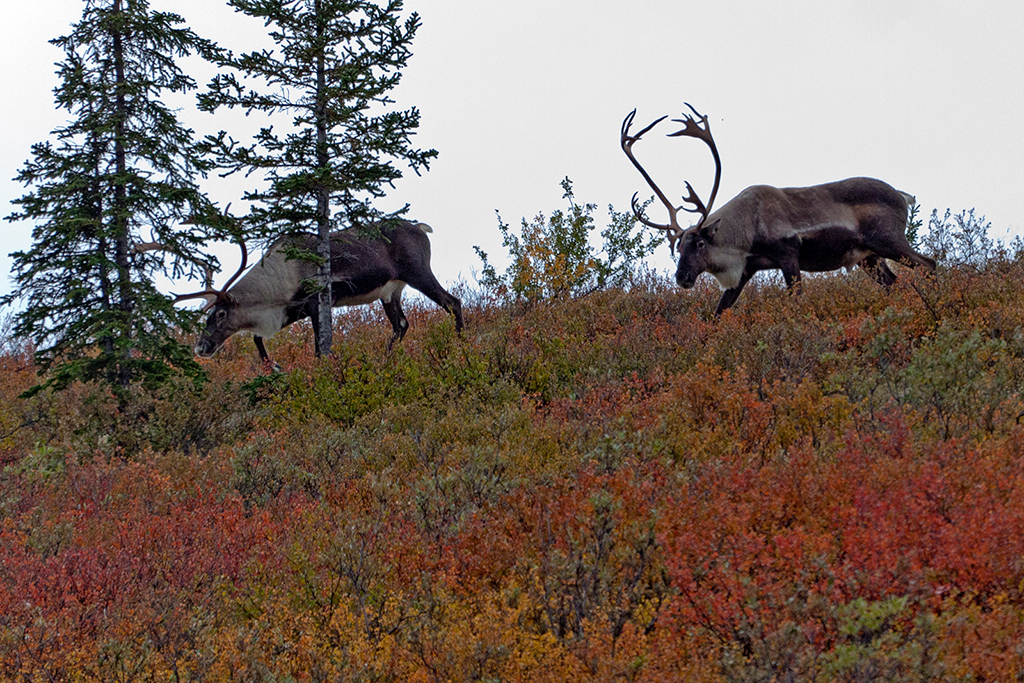 IMG_172.jpg - Karibus, Denali National Park