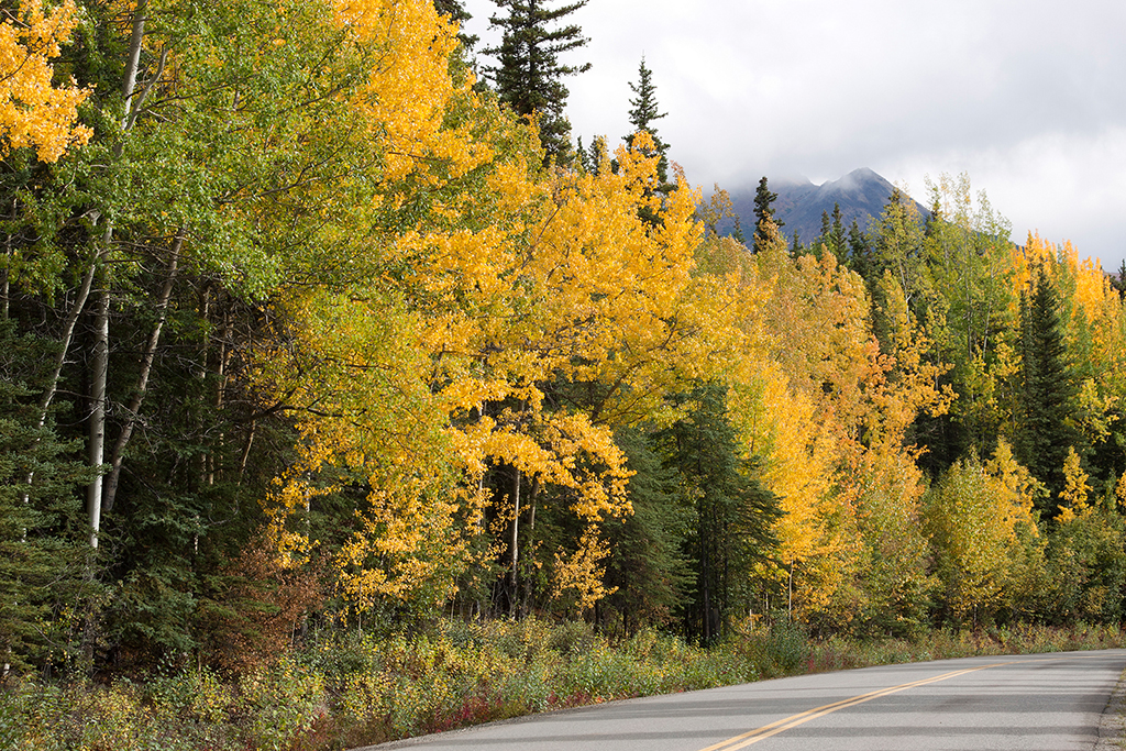 IMG_177.jpg - Denali National Park