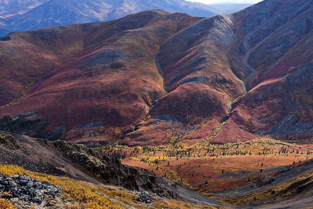 IMG_231.jpg - Tombstone Territorial Park, Yukon