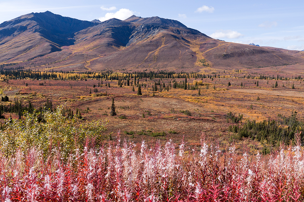 IMG_249.jpg - Tombstone Territorial Park, Yukon