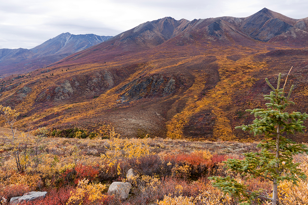 IMG_317.jpg - Tombstone Territorial Park, Yukon