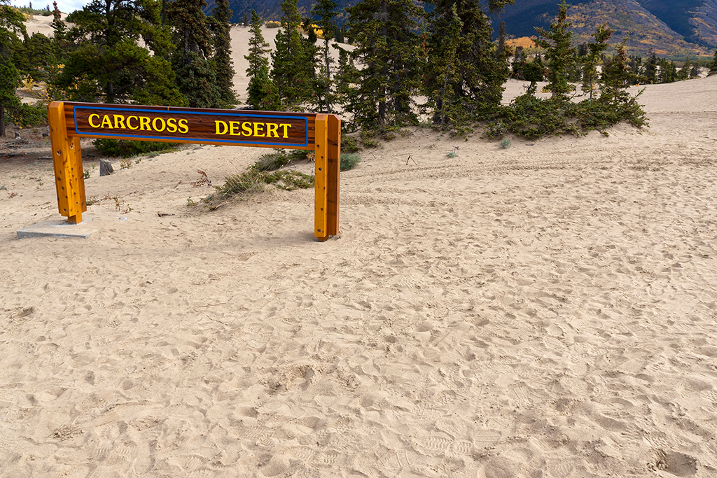 IMG_333.jpg - Carcross Desert, die kleinste Wueste der Welt