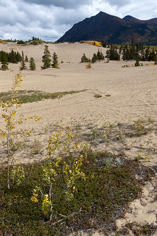 IMG_334.jpg - Carcross Desert, die kleinste Wueste der Welt