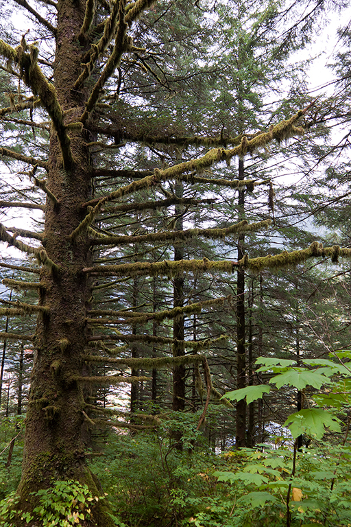 IMG_362.jpg - Rainforest on Douglas Island