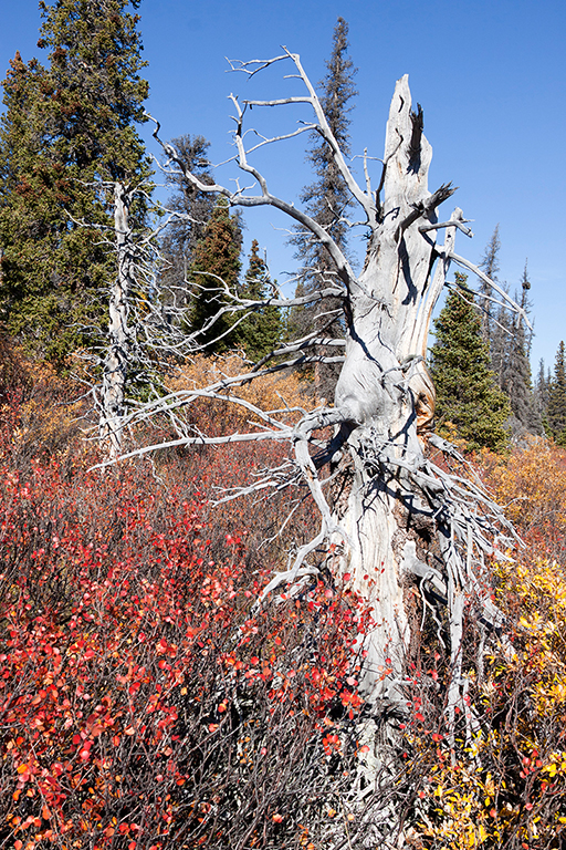 IMG_461.jpg - Kluane National Park