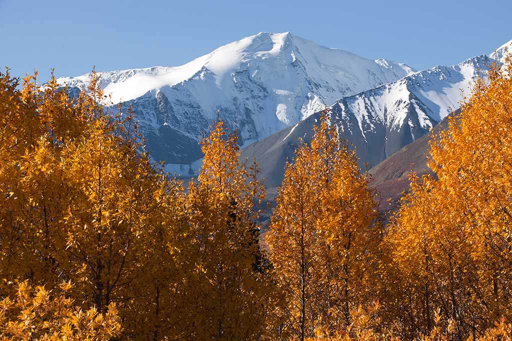 IMG_481.jpg - Alaska Highway