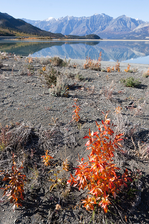 IMG_486.jpg - Kluane Lake