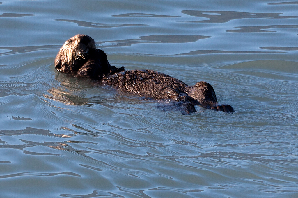 IMG_535.jpg - Otter