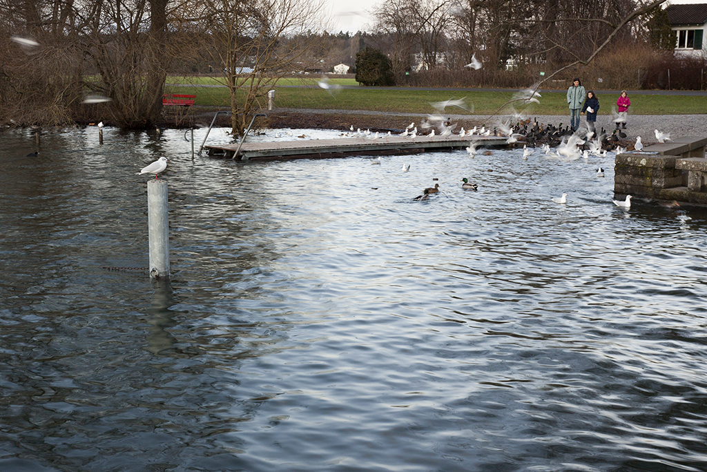 Greifensee_03.jpg