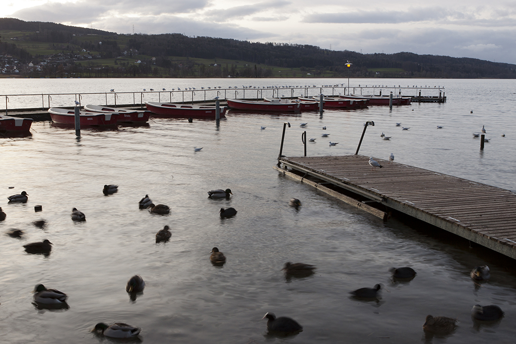 Greifensee_06.jpg