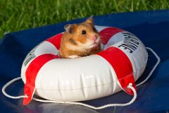 Hamster_05